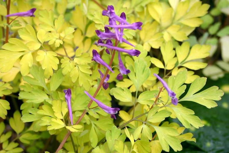 Corydalis shimienensis 'Berry Exciting', Fumewort 'Berry Exciting, Fumitory 'Berry Exciting', Corydalis 'Berry Exciting', Yellow Fumewort, Yellow Flowers